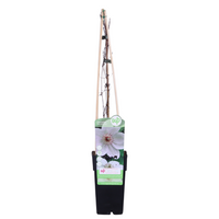 Clematis 'Miss Bateman' - Ø15cm - ↕65cm