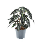 Load image into Gallery viewer, Alocasia 'Bambino Arrow' - Ø14cm - ↕40cm