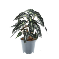 Alocasia 'Bambino Arrow' - Ø14cm - ↕40cm