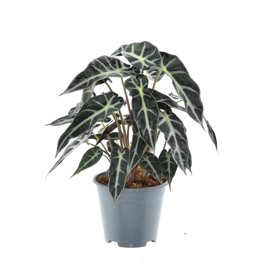 Alocasia 'Bambino Arrow' - Ø14cm - ↕40cm