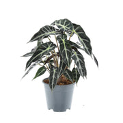 Alocasia 'Bambino Arrow' - Ø14cm - ↕40cm