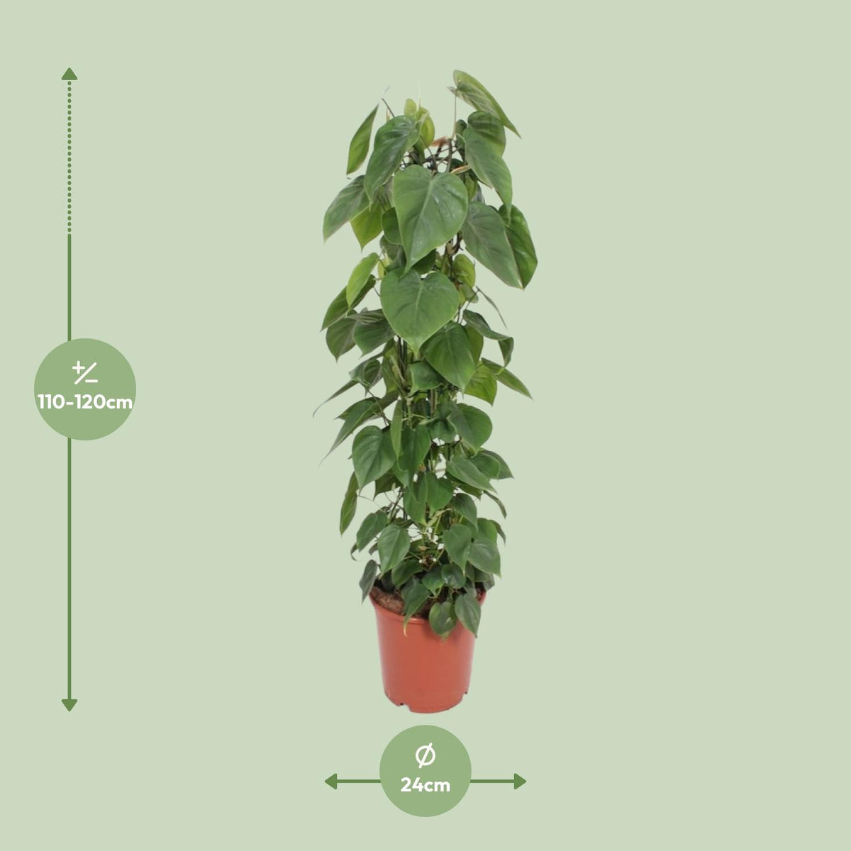Philodendron scandens - Ø24cm - ↕120cm