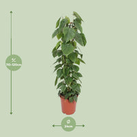 Philodendron scandens - Ø24cm - ↕120cm