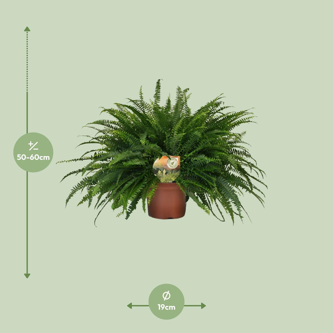 Nephrolepis exaltata 'Green Lady' - Ø19cm - ↕60cm