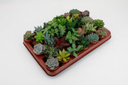 Succulent Mix - 30 plants - Ø5,5cm - ↕7cm
