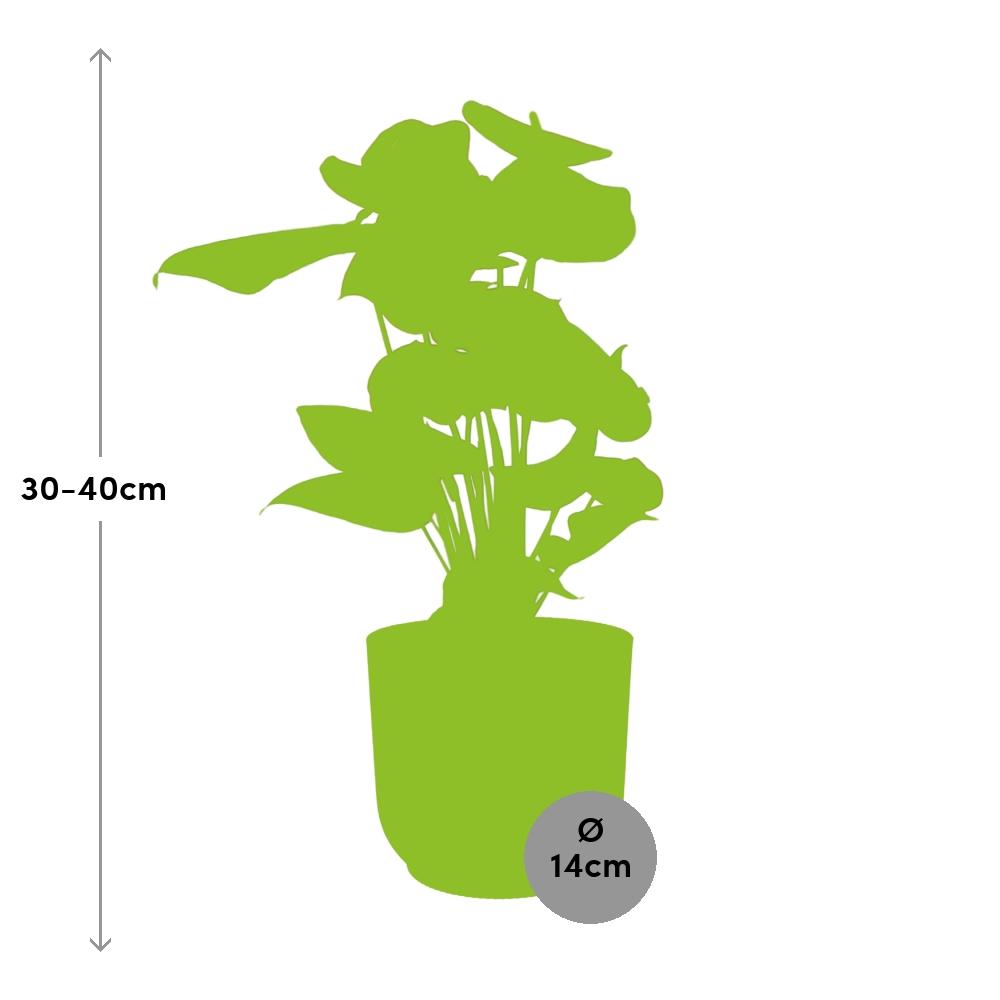 Anthurium andraeanum Rosso in vaso ELHO Vibes Fold, Giallo, Ø14cm - ↕35cm