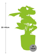 Anthurium andraeanum Rosso in vaso ELHO Vibes Fold, Giallo, Ø14cm - ↕35cm