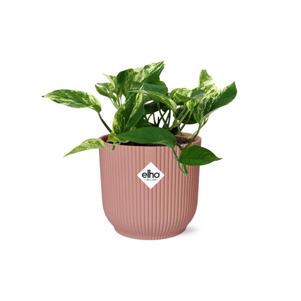 Epipremnum (Scindapsus) pinnatum 'Marble Queen' in ELHO Vibes Fold, Pink, Ø14cm ↕15cm