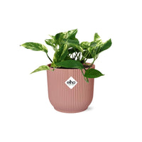 Epipremnum (Scindapsus) pinnatum 'Marble Queen' in ELHO Vibes Fold, Pink, Ø14cm ↕15cm