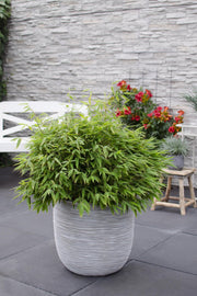 Fargesia 'Moontears' Boobux - Ø29cm - ↕70cm