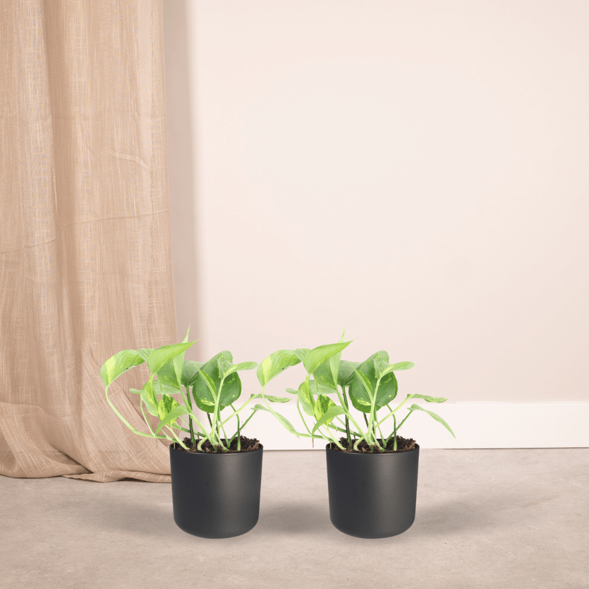 Epipremnum Aureum (Scindapsus) - 2 plants - ø12 - ↕20cm