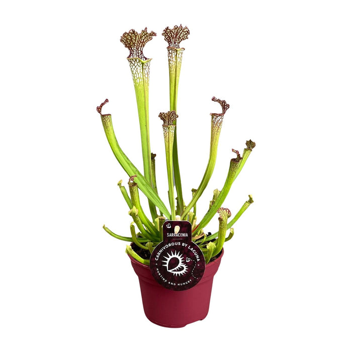 Sarracenia 'Farnhamii' - Ø12cm - ↕40cm