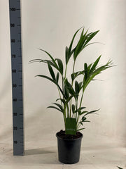 Howea Forsteriana (Kentia) - Ø19cm - ↕90cm