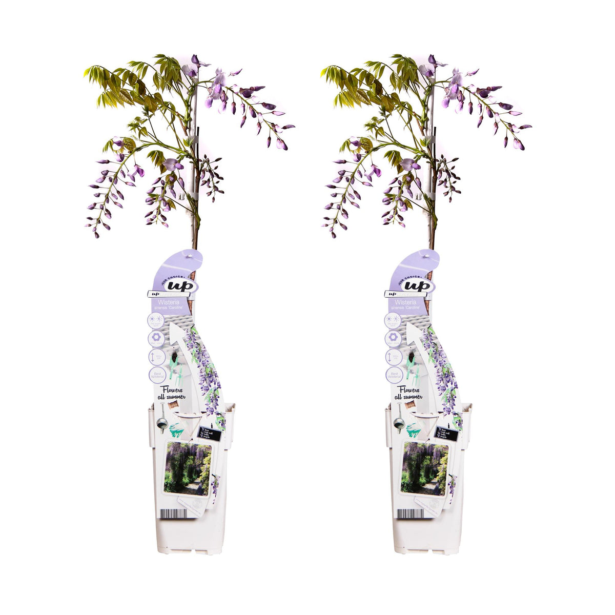Glicine cinese 'Caroline' - 2 pezzi - Ø15 - ↨65cm