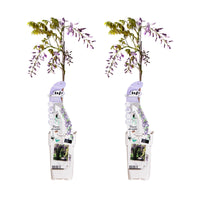 Glicine cinese 'Caroline' - 2 pezzi - Ø15 - ↨65cm