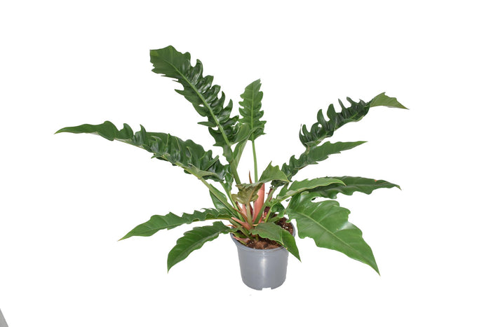 Philodendron erubescens 'Narrow Escape' - Ø19cm - ↕55cm