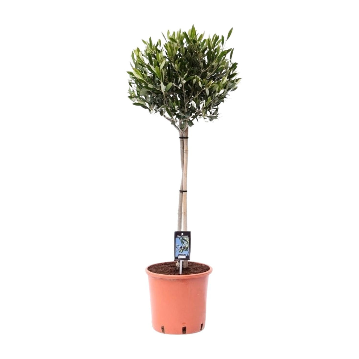 Olea europaea (Ulivo) - Ø22cm - ↕100cm