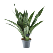 Sansevieria aubrytniana 'Dragon' - Ø14cm - ↕55cm