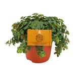 Load image into Gallery viewer, Sedum 'Tornado' - Ø10cm - ↕15cm