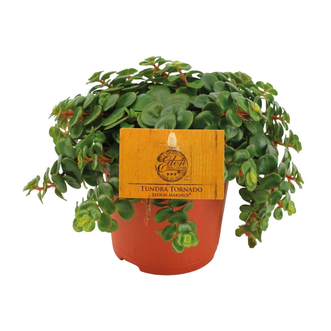 Sedum 'Tornado' - Ø10cm - ↕15cm