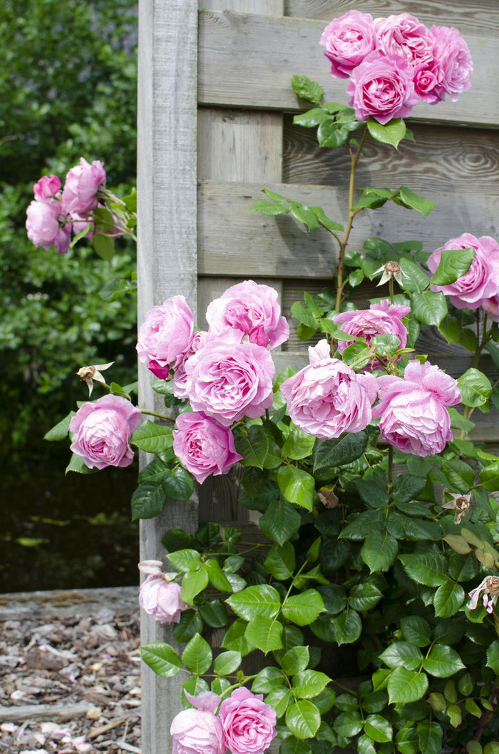Rosa 'Crazy in love', Pink - 3 pieces - Ø15 - ↨65cm