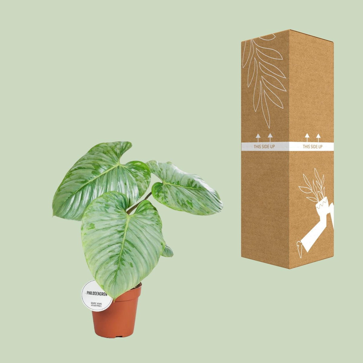 Philodendron sodiroi - Ø15cm - ↕45cm
