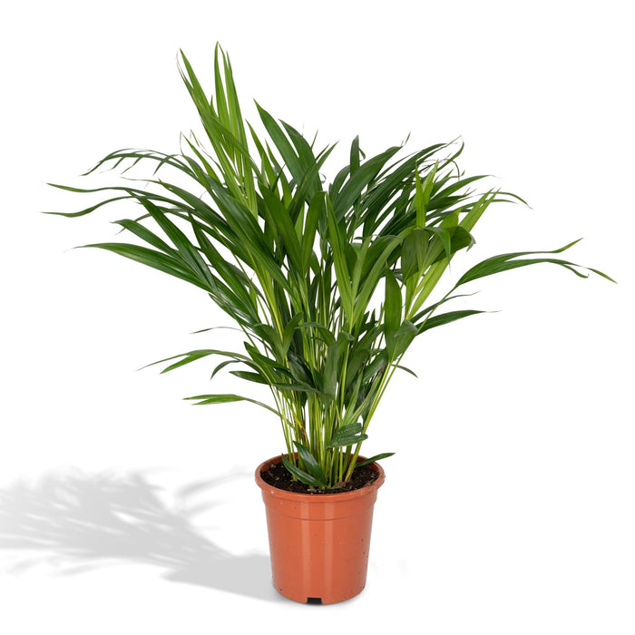 Dypsis lutescens (Areca Palm) - Ø17cm - ↕60cm