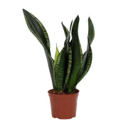 Sansevieria trifasciata 'Whitney' - Ø12cm - ↕27cm