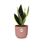 Load image into Gallery viewer, Sansevieria futura &#39;Superba&#39; in ELHO Vibes Fold, Pink, Ø14cm ↕25cm
