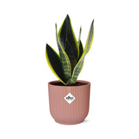 Sansevieria futura 'Superba' in ELHO Vibes Fold, Pink, Ø14cm ↕25cm