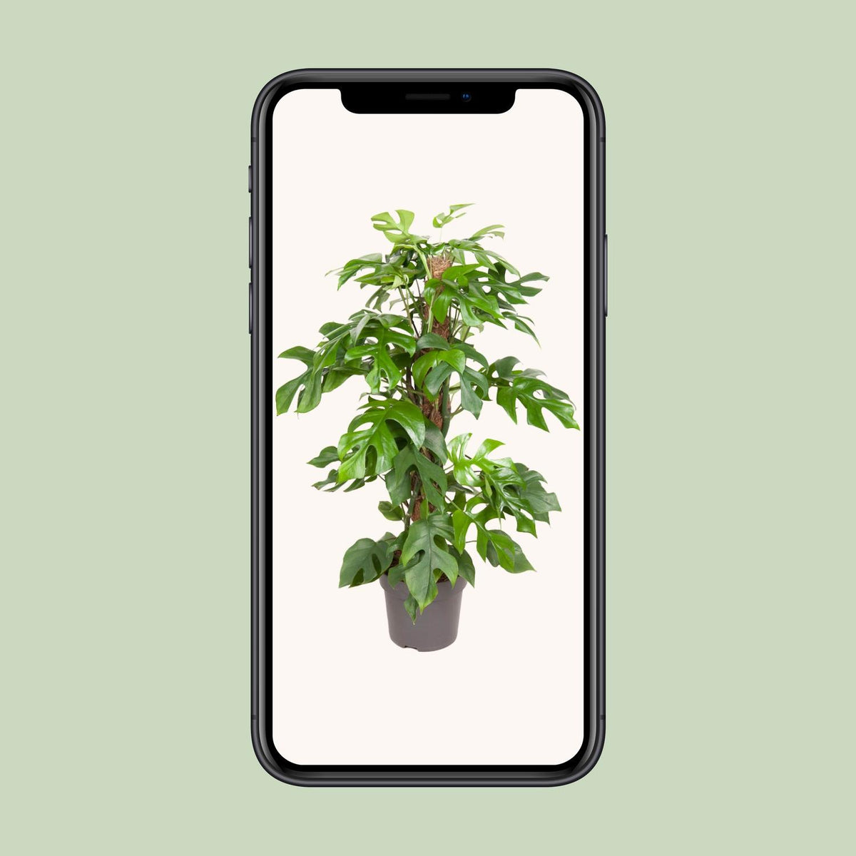 Monstera minima - Ø19cm - ↕80cm