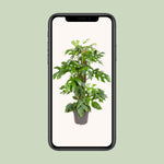 Load image into Gallery viewer, Monstera minima - Ø19cm - ↕80cm