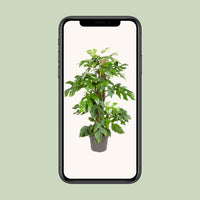 Monstera minima - Ø19cm - ↕80cm