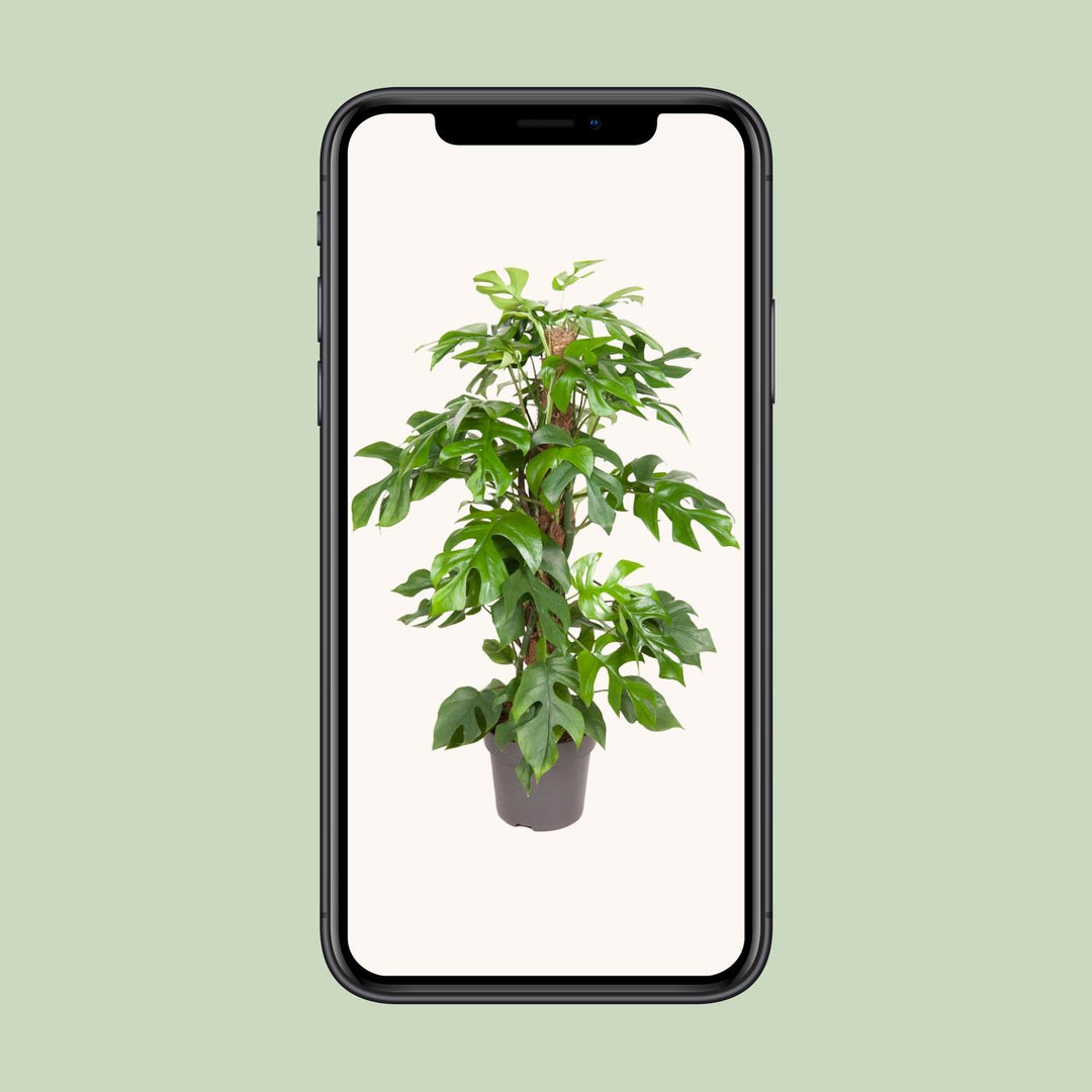 Monstera minima - Ø19cm - ↕80cm