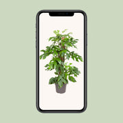 Monstera minima - Ø19cm - ↕80cm