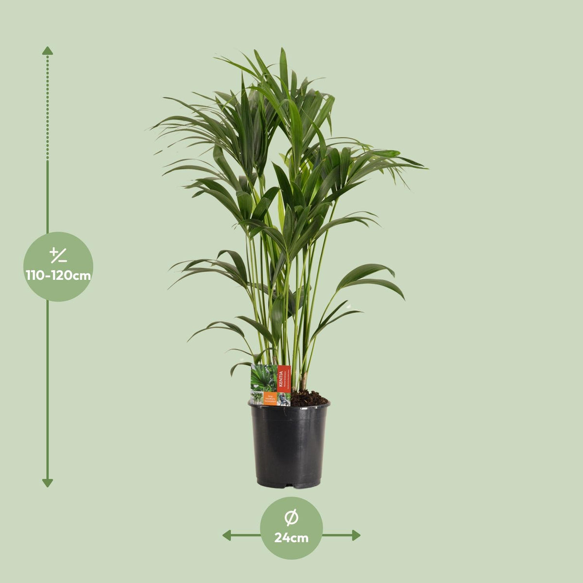 Howea Forsteriana (Kentia) - Ø24cm - ↕120cm