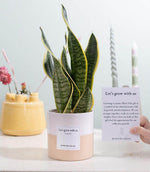 Load image into Gallery viewer, Sansevieria Gift "Let's Grow With Us" WITH GREETING CARD! - Ø12cm - ↕30cm