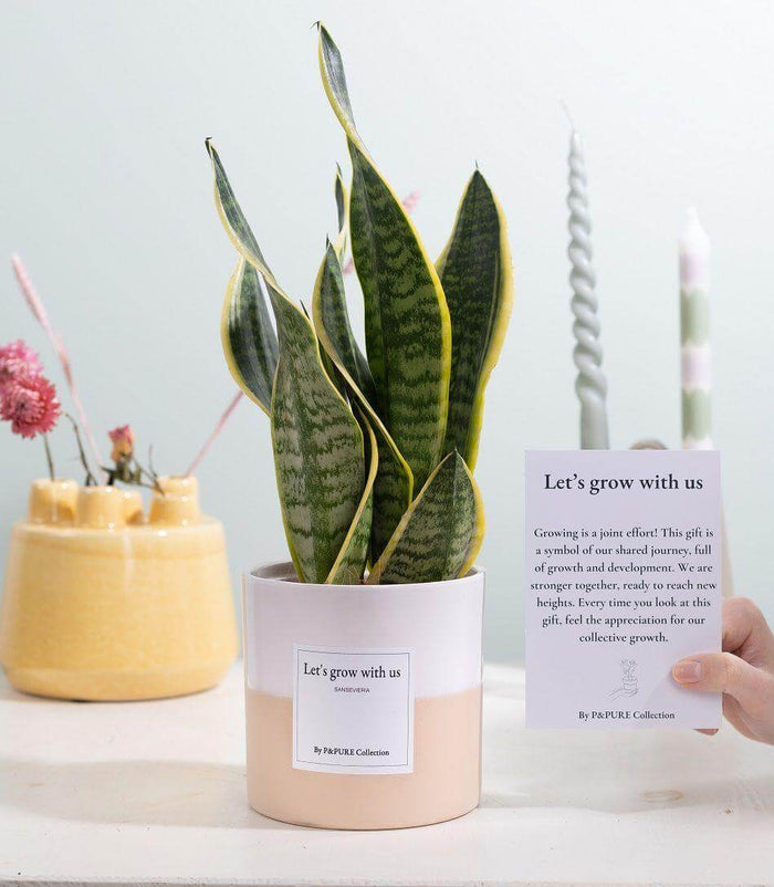 Sansevieria gift with greeting card featuring 'Let's Grow With Us' message in a stylish pot, ideal for office or new employees.
