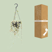 Ceropegia woodii - Ø14cm - ↕40cm