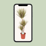 Load image into Gallery viewer, Dracaena marginata &#39;Bicolor&#39; - Ø24cm - ↕115cm
