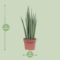 Sansevieria bacularis 'Mikado' - Ø12cm - ↕40cm