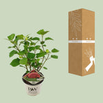 Load image into Gallery viewer, Hydrangea arbo. &#39;Pink Annabelle&#39; - Ø19cm - ↕30cm
