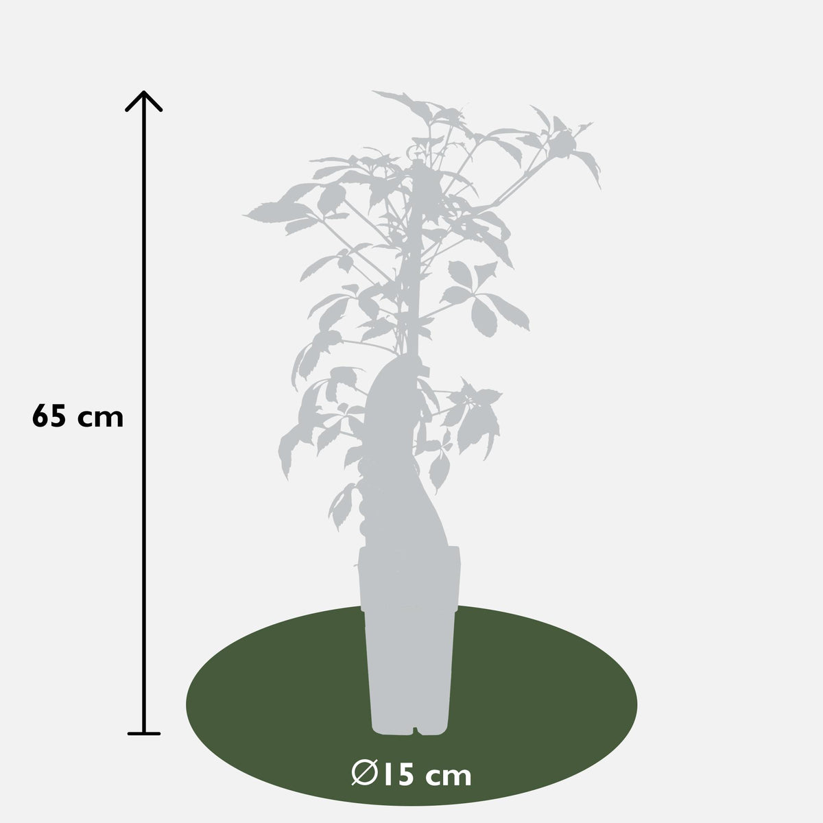Parthenocissus henryana (Vite del Canada) - Ø15cm - ↕65cm