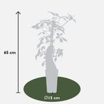 Load image into Gallery viewer, Parthenocissus henryana - Chinese Wild Winged - Ø15cm - ↕65cm
