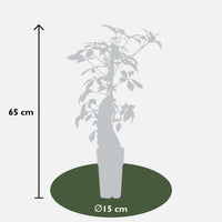 Parthenocissus henryana (Vite del Canada) - Ø15cm - ↕65cm