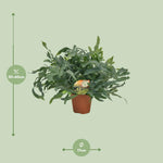 Load image into Gallery viewer, Phlebodium aureum 'Blue Star' - Ø17cm - ↕60cm