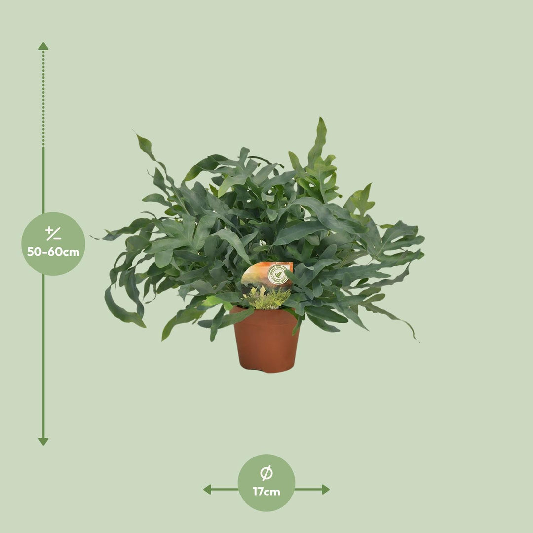 Phlebodium aureum 'Blue Star' - Ø17cm - ↕60cm