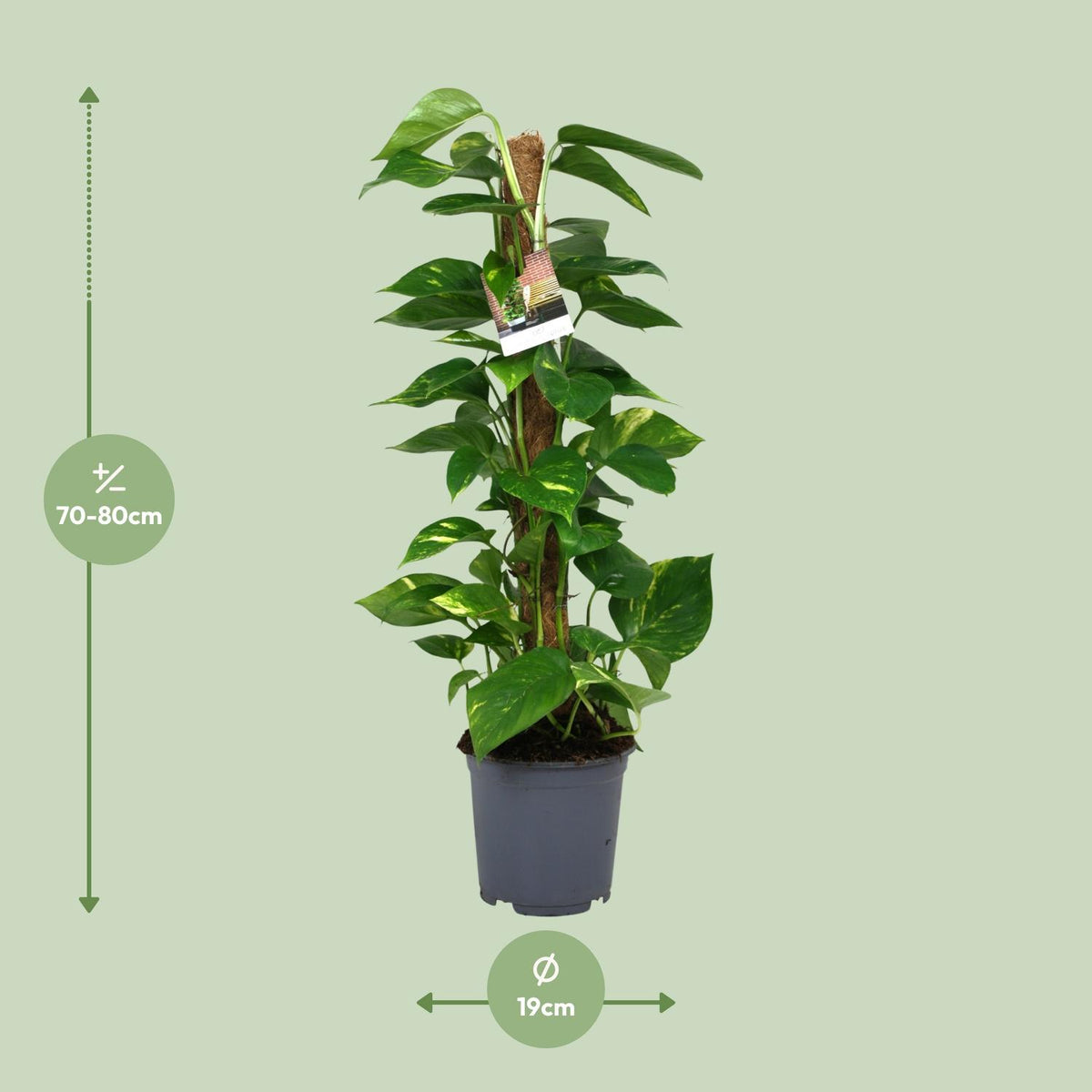 Epipremnum (Scindapsus) - Ø19cm - ↕80cm