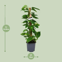 Epipremnum (Scindapsus) - Ø19cm - ↕80cm