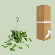 Scindapsus pictus 'Argyraeus' - Hangplant - Ø15cm - ↕25cm